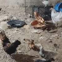 خورموج درخدمتم