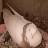 کلفه مایا پیس ککیل