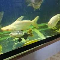 ماهی اکواریومی بعلاوه  اکواریوم