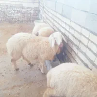 بره مخصوص قصابی