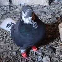 جفت قارایی دم سفید|پرنده|شهرکرد, |دیوار