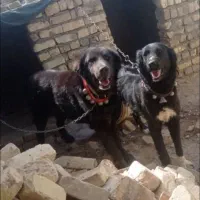 سگ درشت|حیوانات|سیستان, |دیوار