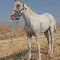 اسب