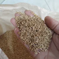 گندم و ارزن پاک شده ارسال رایگان