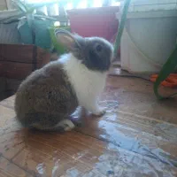 خرگوش ۲ماهش