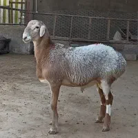 بره نر وماده چینی قندوزی اصیل مخصوص داشت فلکه شهرک|حیوانات مزرعه|تربت جام, شاهد|دیوار