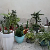 گلهای طبیعی ب همراه گلدان