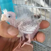 عروس گرینچیک مرغ عشق خاص ملنگو کوتوله