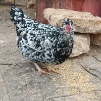 گلین مرغ|حیوانات مزرعه|سمیرم, |دیوار