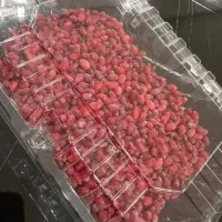 زرشک دانه اناری تازه قاینات