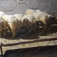 فروش بره پلواری|حیوانات مزرعه|لیکک, |دیوار