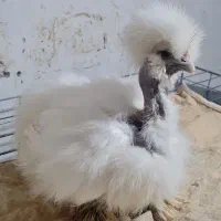 فروش مرغ ابریشمی گردن لختی