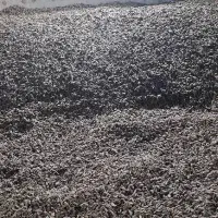 تولیدوپخش تخمه کانادایی