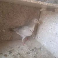 جوجه موقلف های بی عیب|پرنده|اقبالیه, |دیوار