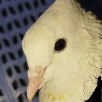 کبوتر پیدا شده در کیهانشهر