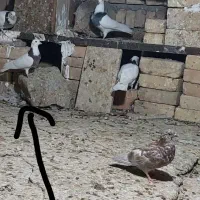 طوقی پراندنی ۲۰۰ هزار|پرنده|کبودرآهنگ, |دیوار