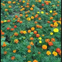 مهندس کشاورزی / فضای سبز