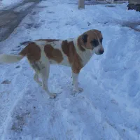 افغان 3ساله