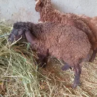 بره میش بز بزغاله|حیوانات مزرعه|اصفهان, دهنو|دیوار