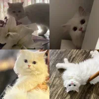 جفت نرو ماده یکسالو سه ماهه