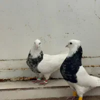 پرنده|پرنده|اهواز, زرگان|دیوار