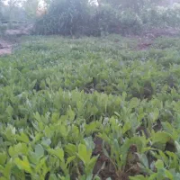 نشا گوجه