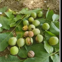 گردو چین