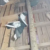 کفتر خوشکل قیمت مفت همه با هم