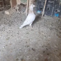 جوجه المانی