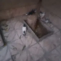 کبوتر کله دمبی و سفید و دم سفید وطوقی و...|پرنده|شیراز, زیباشهر|دیوار