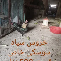 خروس چینی مینیاتوری|حیوانات مزرعه|یزد, |دیوار