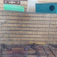 قفس مرغ عشق کامل