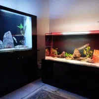 ۲ عدد آکواریوم ریملس بکسامپ و ۲ عدد چانا هایفمن|ماهی|تهران, آسمان|دیوار