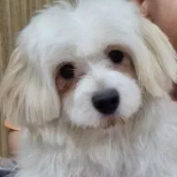 سگ شیتزو ۸ ماهه فقط ۶ میلیون تومان