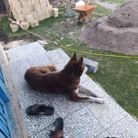 سگ هاسکی نر زیبا