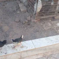 فنچ وخروس و جوجه و قفس|پرنده|بیرجند, |دیوار