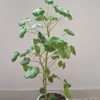 گل شاداب سرحال