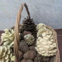 سبد حصیری کاج و بلوط یلدا|صنایع دستی و سایر لوازم تزئینی|قم, نوقطار|دیوار