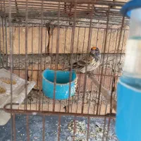 سهره (گل سر )