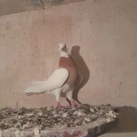 کبوتر طوقی|پرنده|شهرضا, |دیوار