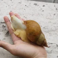 حلزون شاه مولد|خزنده|زنجان, |دیوار