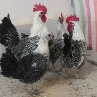 مرغ و خروس نژاددار