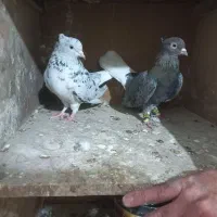 کبوتر دم سفید|پرنده|سبزوار, هویزه|دیوار