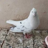 بور بوری دم سفید