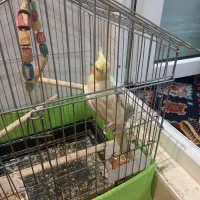 عروس وکوتوله