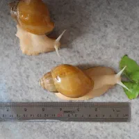 حلزون اچاتینا  البینو