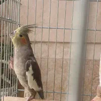 عروس هلندی ۲ ساله