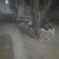 توله سگ نگهبان