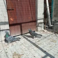 شهری|پرنده|شیراز, دست خضر|دیوار