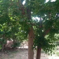 باغ پردیس بالاتر از شن شویی|فروش دفتر صنعتی، کشاورزی، تجاری|سبزوار, کراب|دیوار